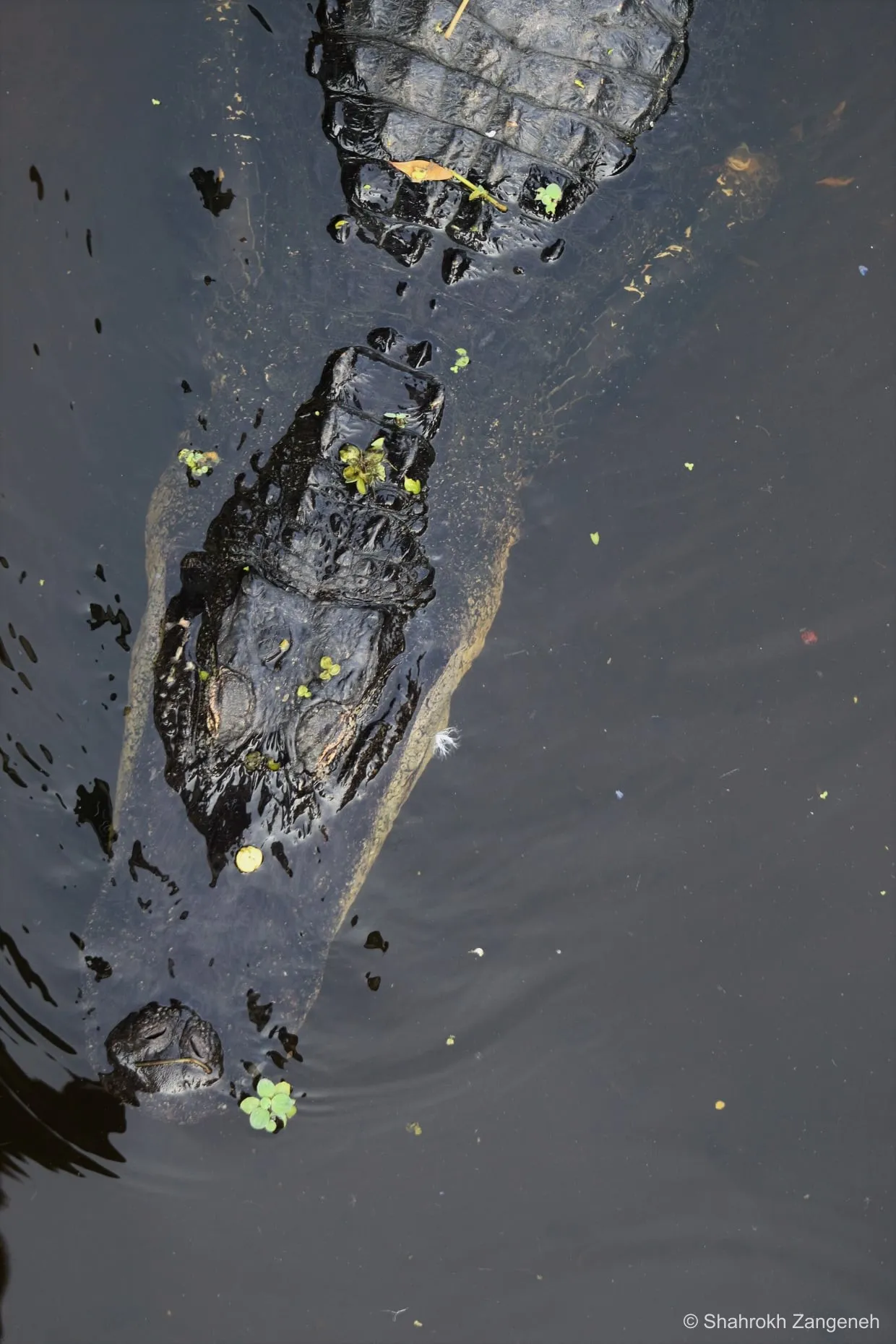 Alligator, Everglades