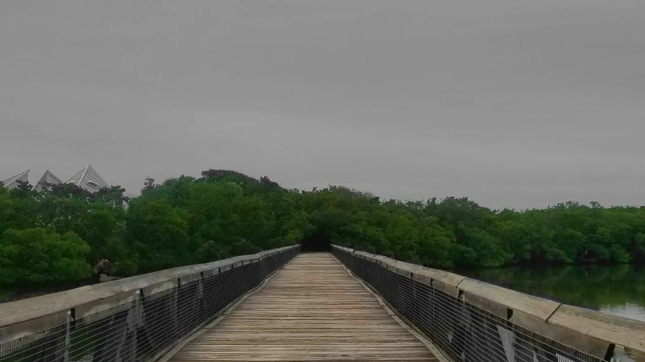Boardwalk leading into the mangroves, South Florida