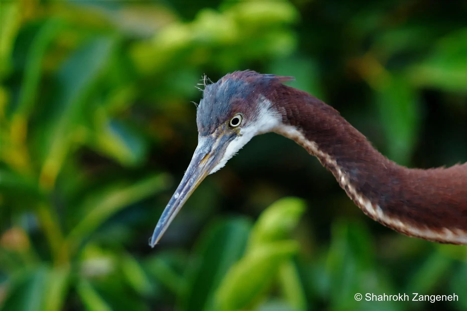 Tricolored heron, South Florida