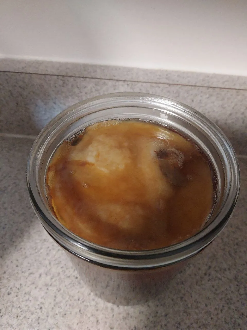 SCOBY forming on the surface — day one of the second cycle